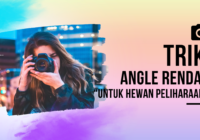 Trik angle rendah untuk hewan peliharaan